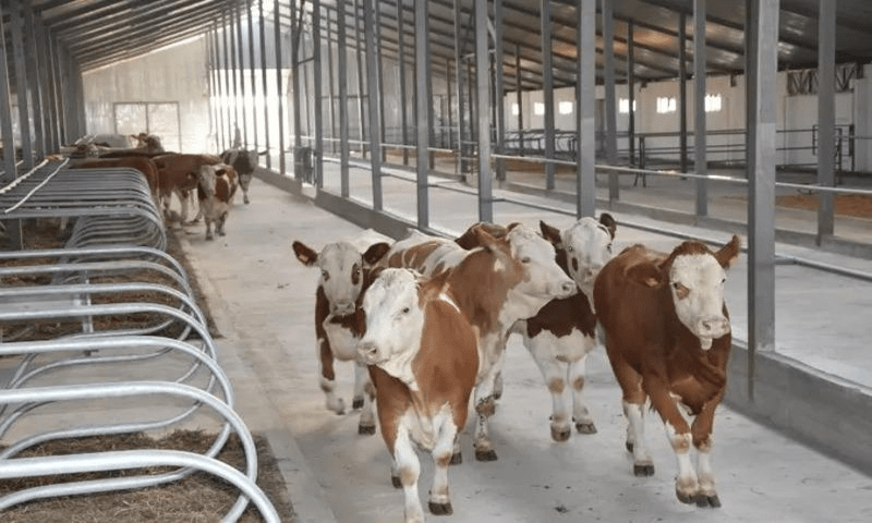 В селе Домбыралы Аккольского района строится молочно-товарная ферма