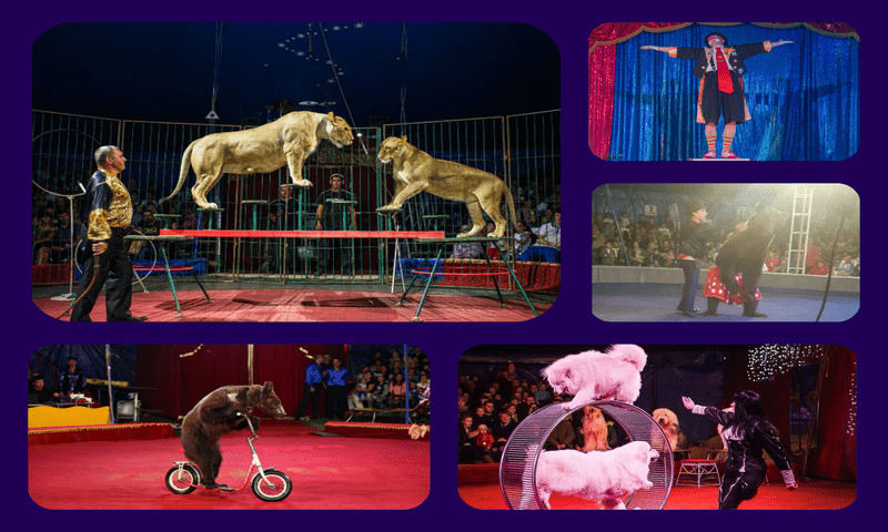 Интерактивный цирк Шапито приехал в Алматы