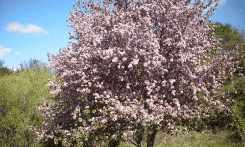 Фестиваль "Цветение яблони Сиверса" пройдёт в Алматы